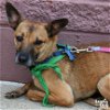 adoptable Dog in washington, DC named Alondra