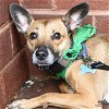adoptable Dog in washington, DC named Alondra