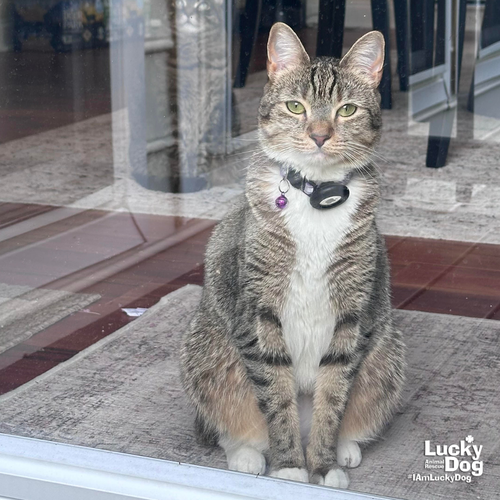 Lucille, Adult Domestic Short Hair / Mixed (short coat), cat for adoption in Bowie, Maryland