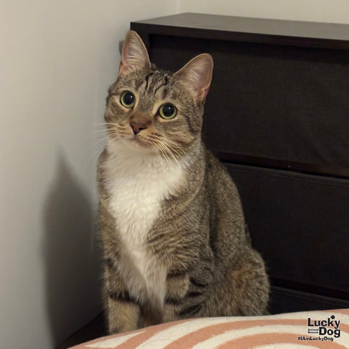 Lucille, a cat for adoption from Lucky Dog Animal Rescue