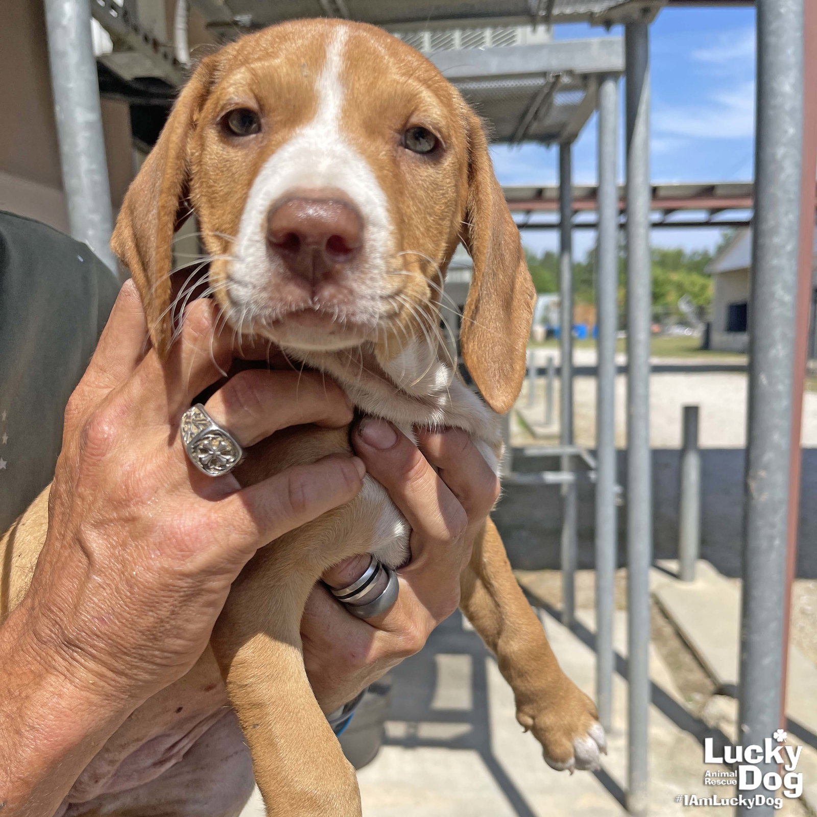 Dog for Adoption Cinnamon, a Beagle in Travilah, MD Alpha Paw