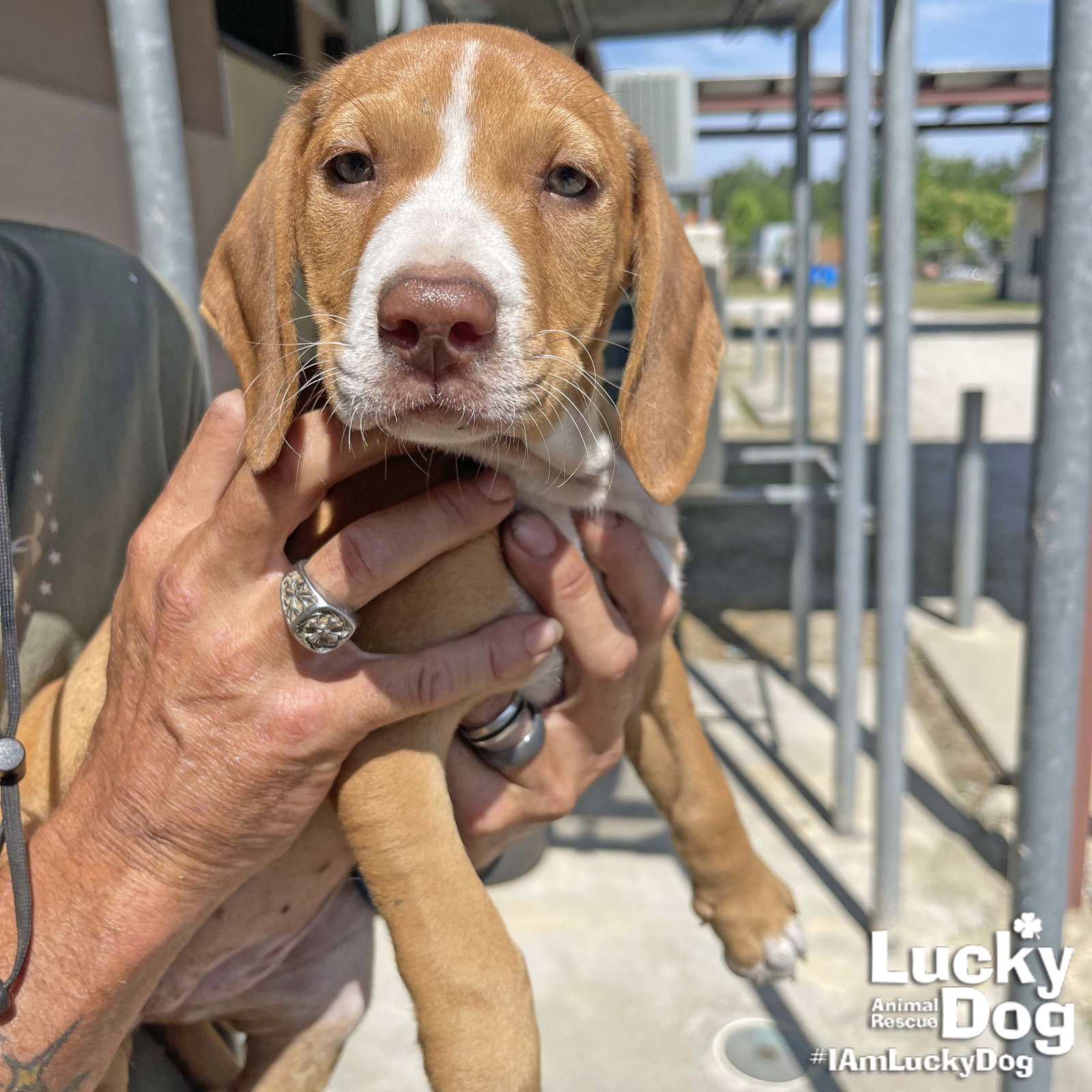 Dog for Adoption Cinnamon, a Beagle in Travilah, MD Alpha Paw