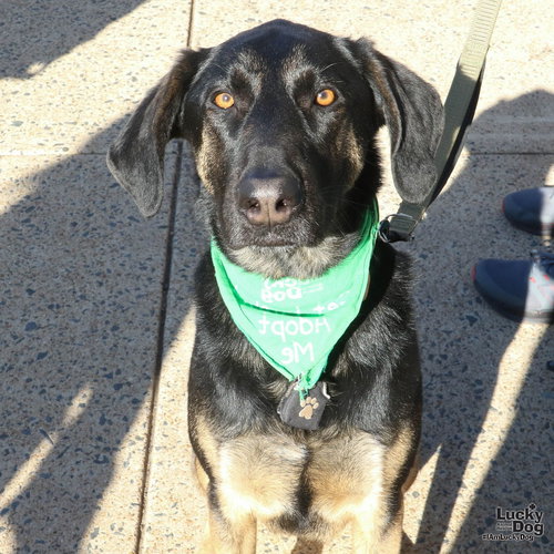 MO - Shepherd available for adoption