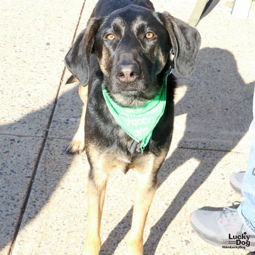 MO - Shepherd available for adoption
