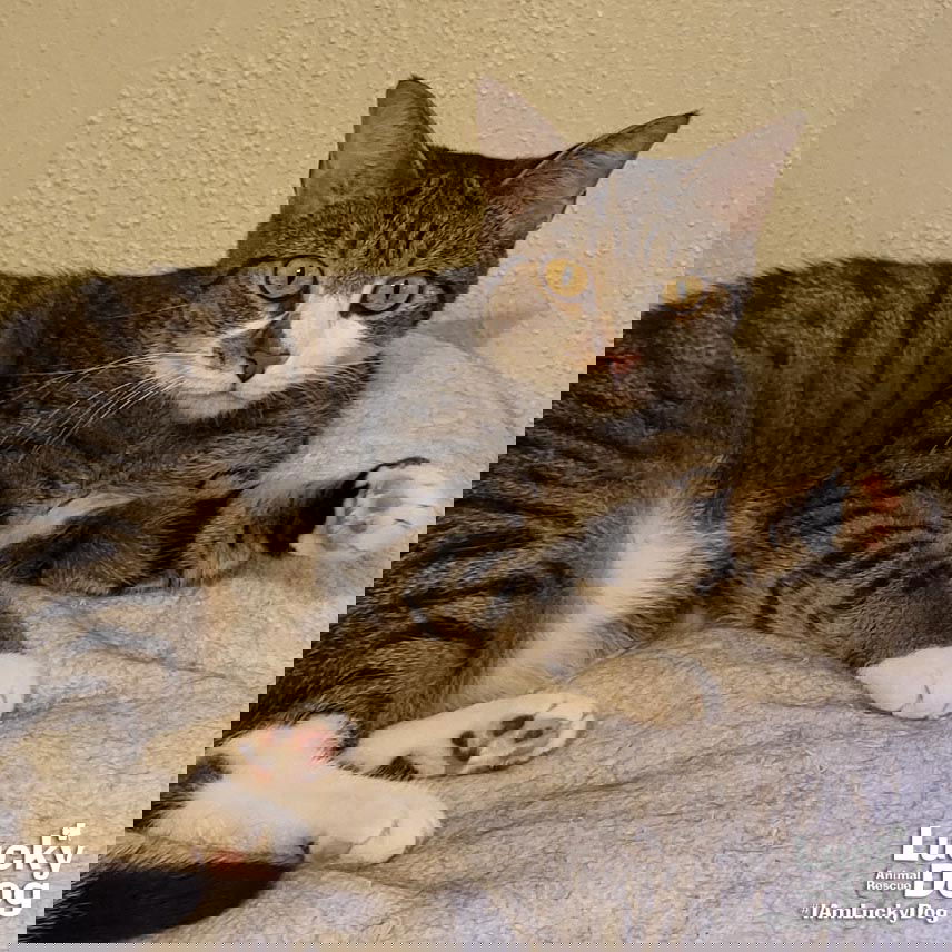 adoptable Cat in Washington, DC named Midge