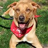 adoptable Dog in , DC named Dieter