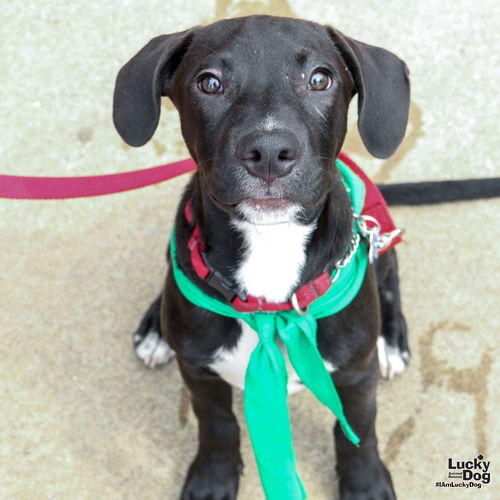 Puppy & Dog Adoption Event at PetSmart in Alexandria