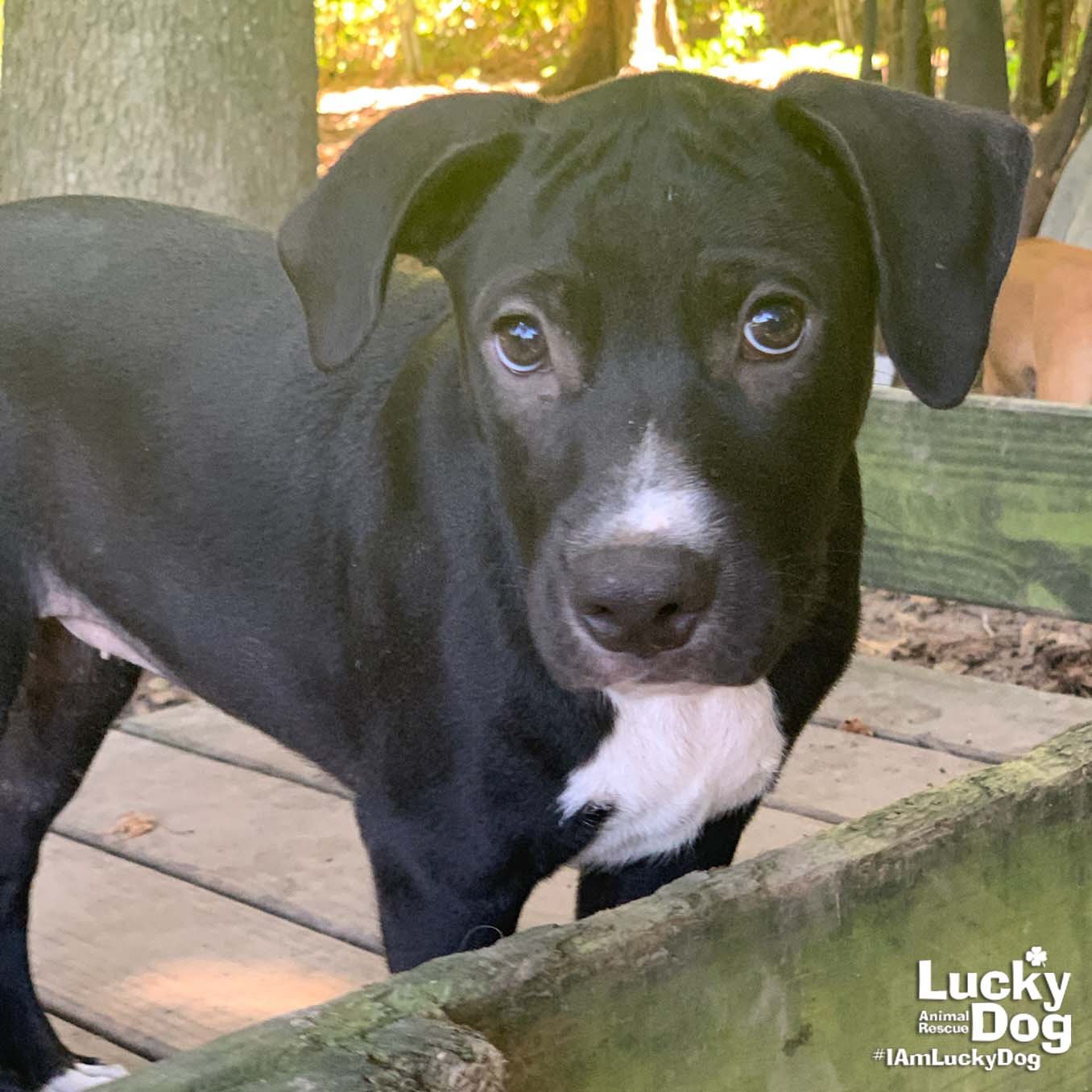 Adopt | Lucky Dog Animal Rescue