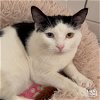adoptable Cat in washington, DC named Flower
