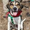 adoptable Dog in washington, DC named Carlton