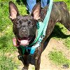 adoptable Dog in , DC named Poptart