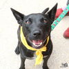 adoptable Dog in Washington, DC named Trinity