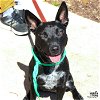 adoptable Dog in , DC named Trinity