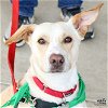 adoptable Dog in , DC named Elvin