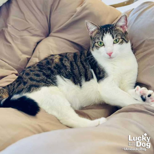 Twinkie, an adoptable Domestic Short Hair in Washington, DC