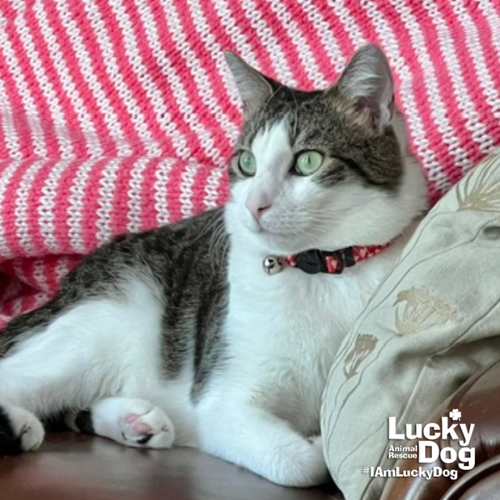 Twinkie, Adult Domestic Short Hair / Tabby / Mixed (short coat), cat for adoption in Annapolis, Maryland