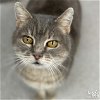 adoptable Cat in , DC named Snuggles