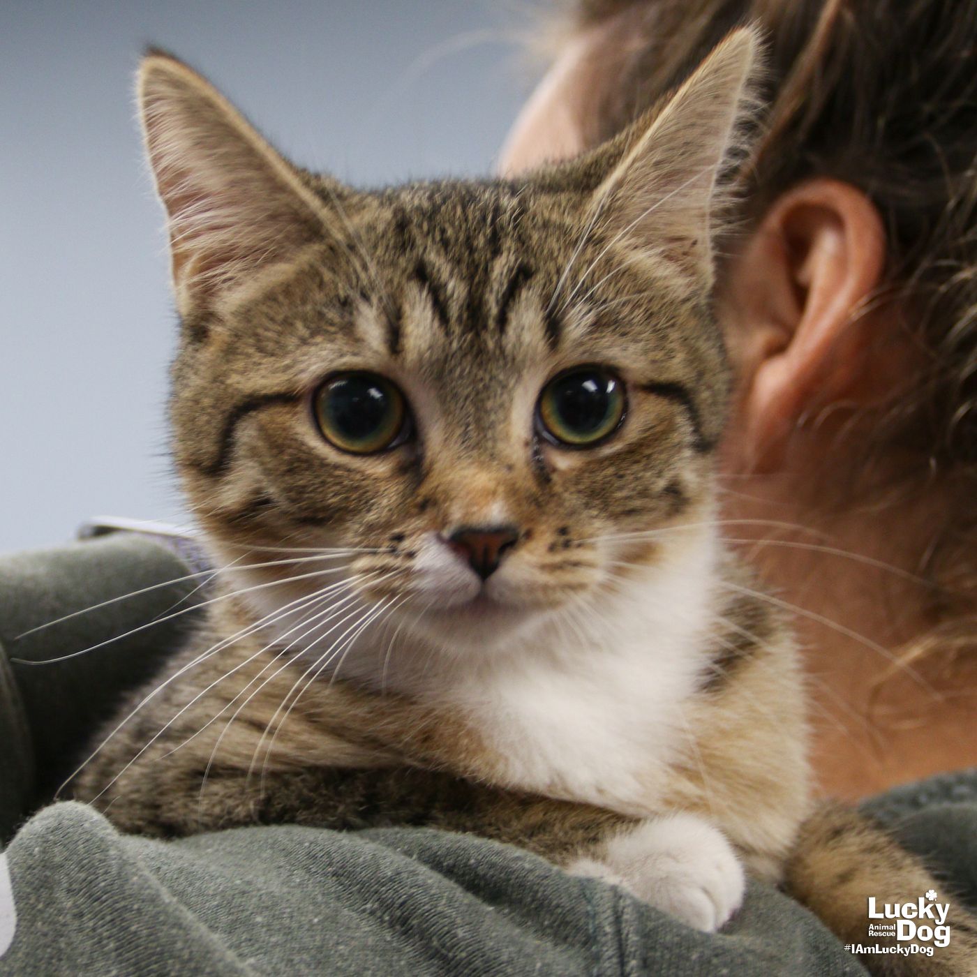 adoptable Cat in Washington, DC named Town Hall