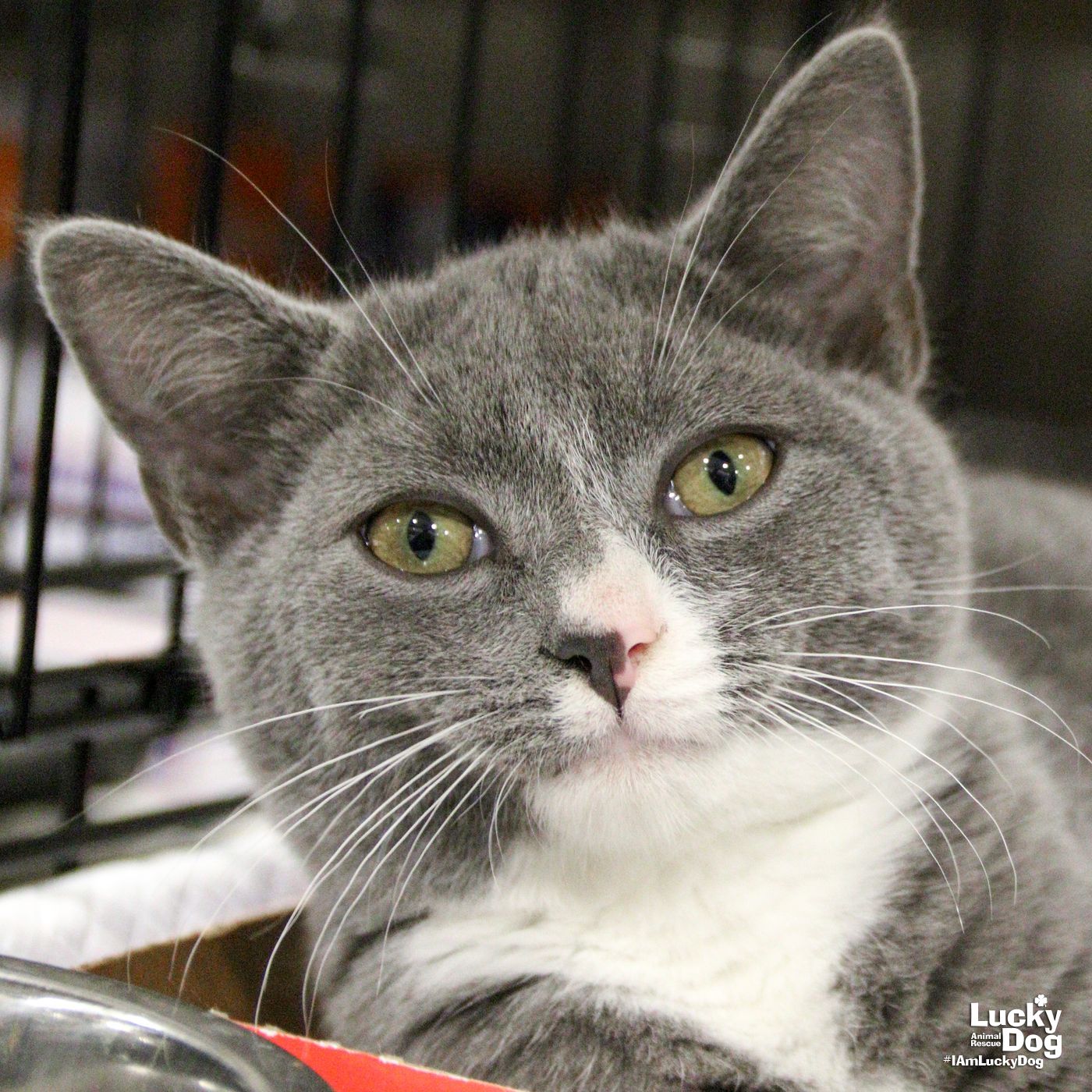 adoptable Cat in Washington, DC named Pokey