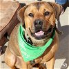 adoptable Dog in , DC named Davis
