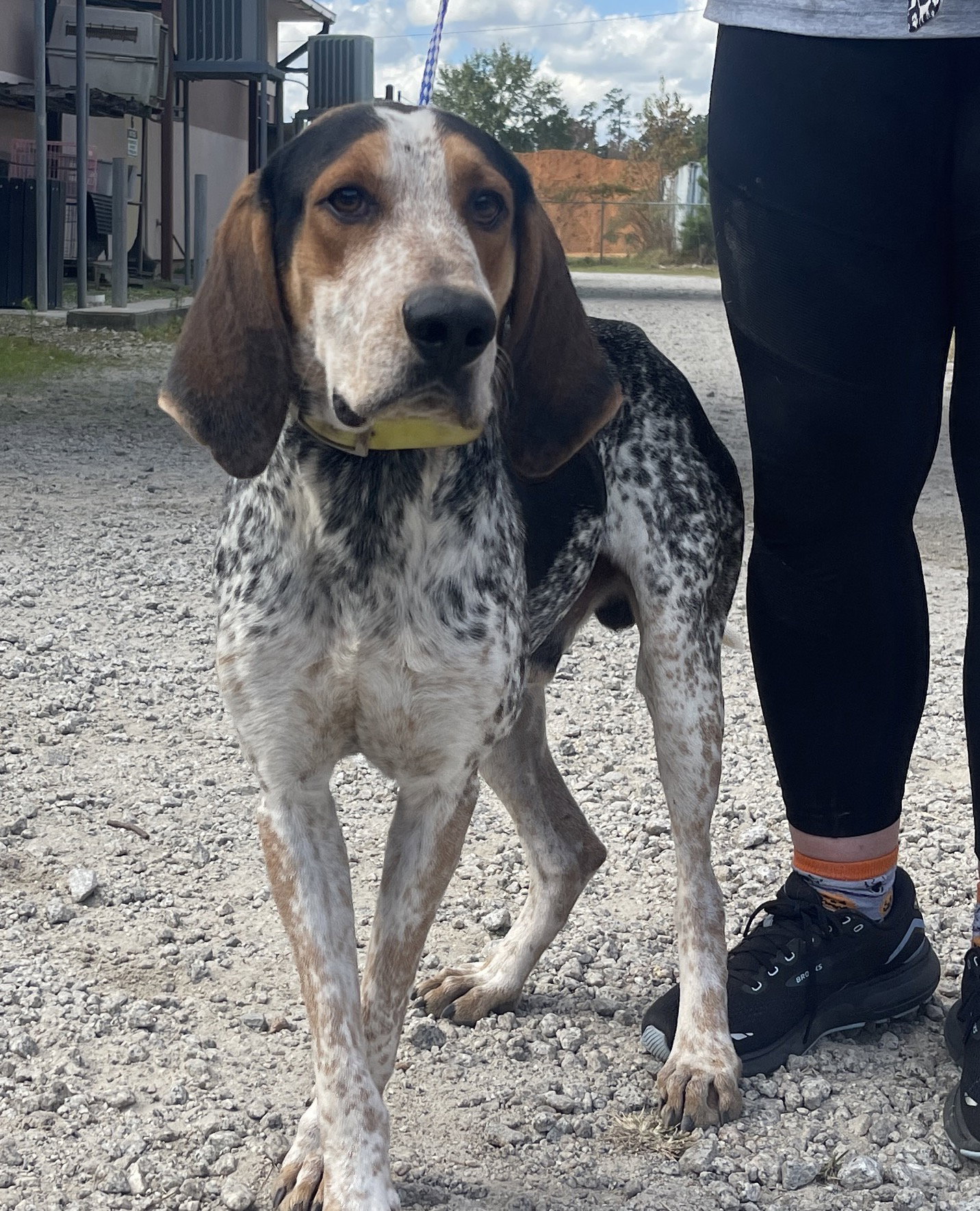 Dog adoption in Washington DC 20002 Bluetick Coonhound / Redbone
