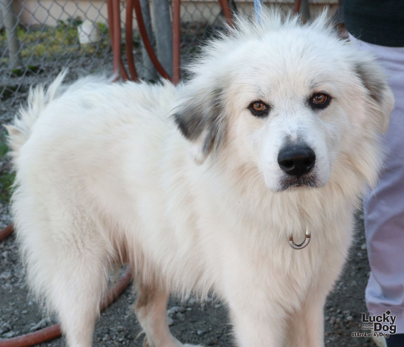 Dog adoption in Washington DC 20002 Great Pyrenees / Mixed (long coat