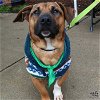 adoptable Dog in , DC named Gizmo