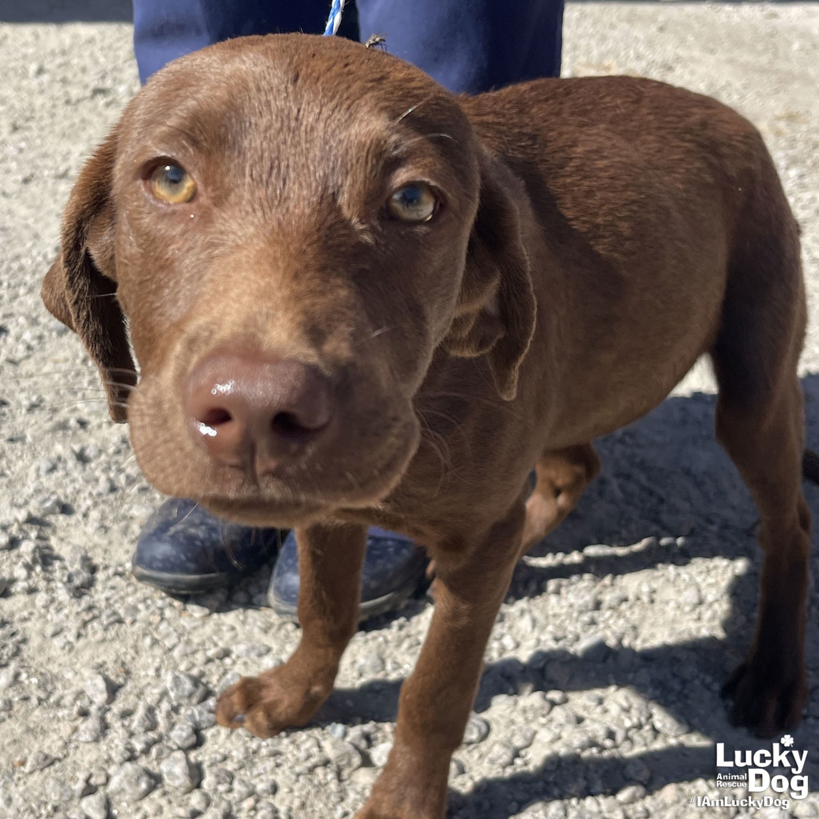 Dog adoption in Washington DC 20002: Labrador Retriever / Retriever ...