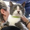 adoptable Cat in , DC named Star