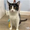 adoptable Cat in washington, DC named Alberta