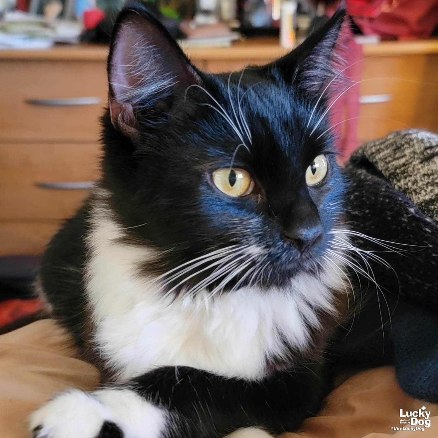 adoptable Cat in Washington, DC named Pea