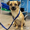 adoptable Dog in washington, DC named Allison