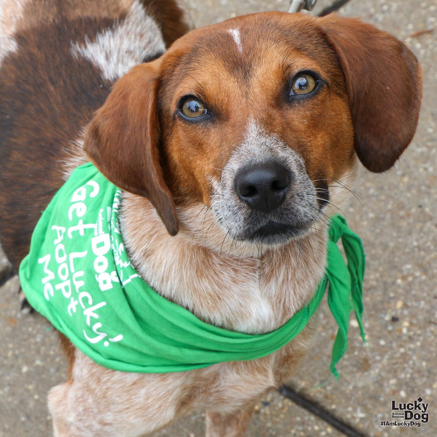 Beagle sales mix adoption