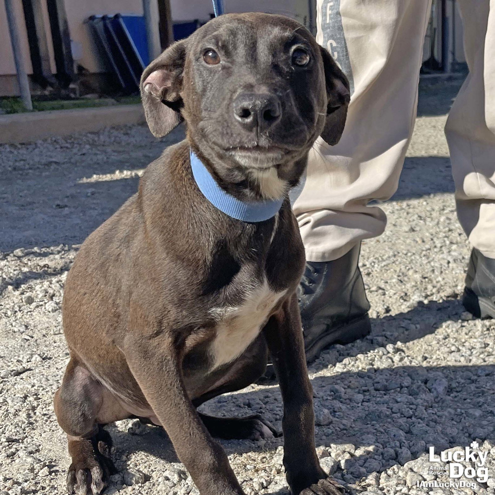 Dog for Adoption Dean, a Labrador Retriever in Beltsville, MD Alpha Paw