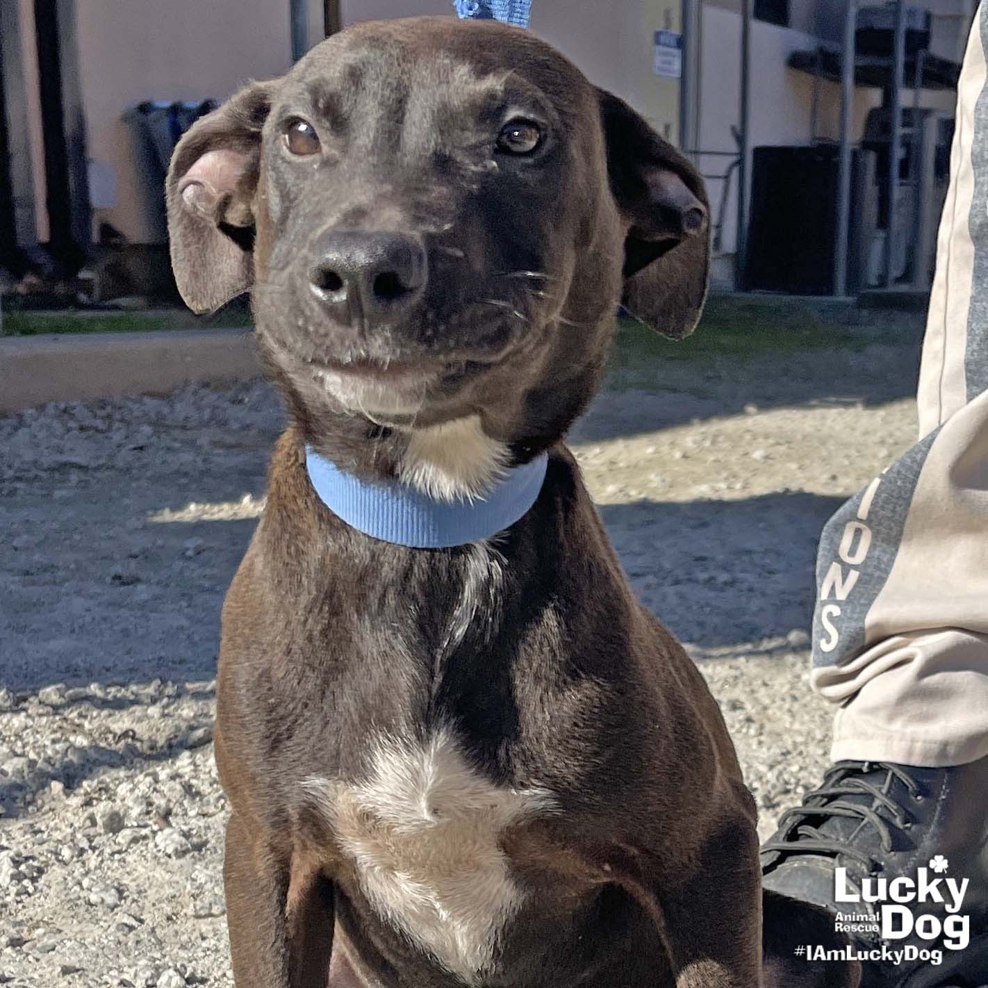 Dog for Adoption Dean, a Labrador Retriever in Beltsville, MD Alpha Paw