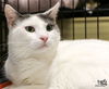 adoptable Cat in , DC named Iris