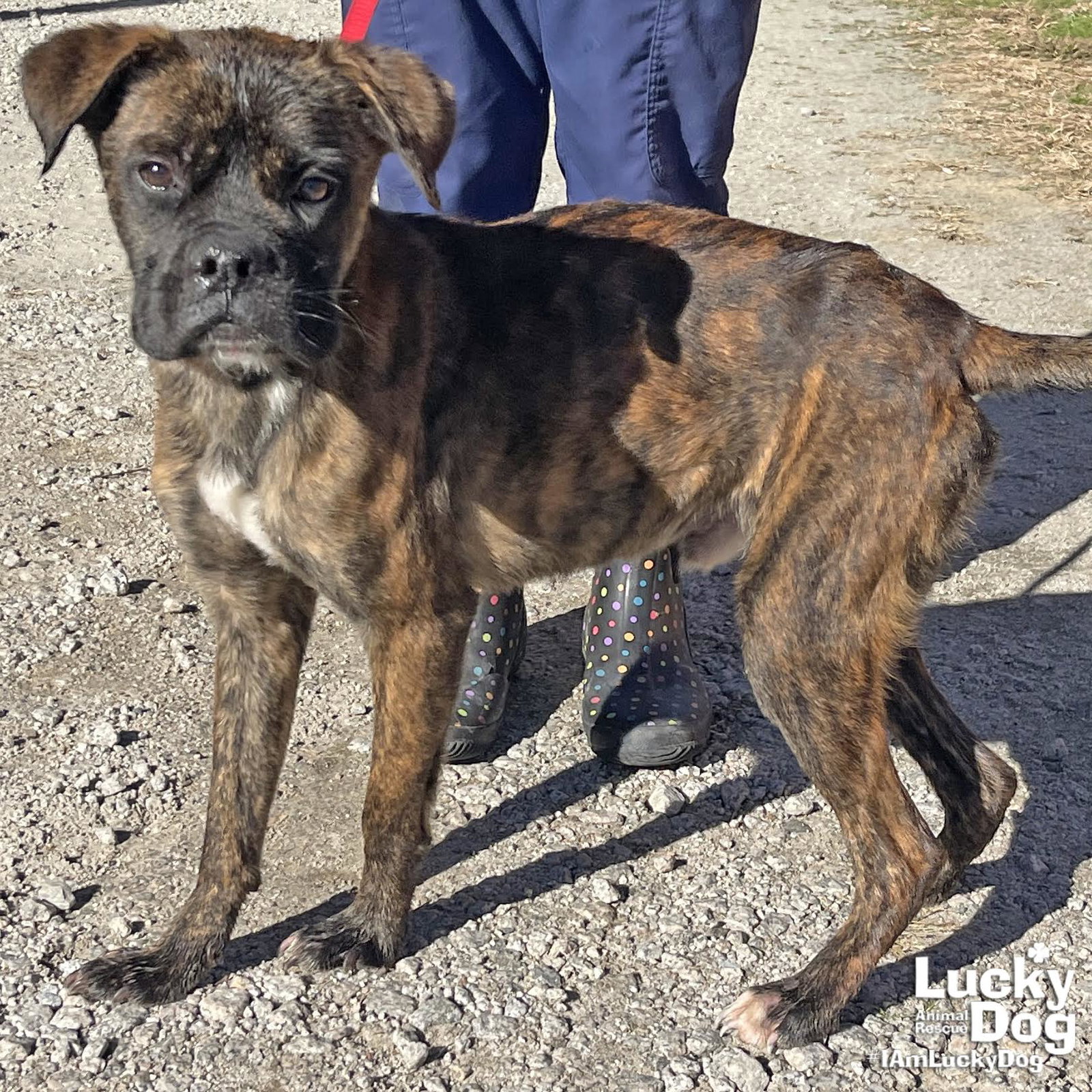 Dog for Adoption Kennedy, a Boxer in Walkersville, MD Alpha Paw