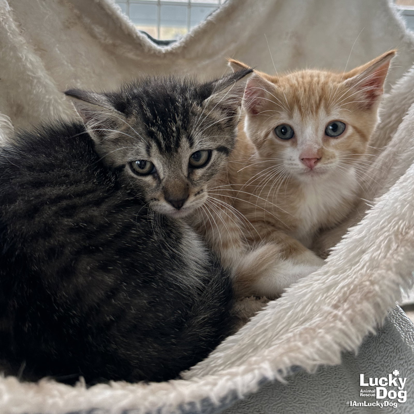 Kitten Rescue Center Cats for Adoption in Dulles Town Center, Virginia | Alpha Paw