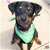 adoptable Dog in , DC named Nick