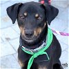adoptable Dog in , DC named Nick