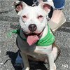 adoptable Dog in washington, DC named Cabernet