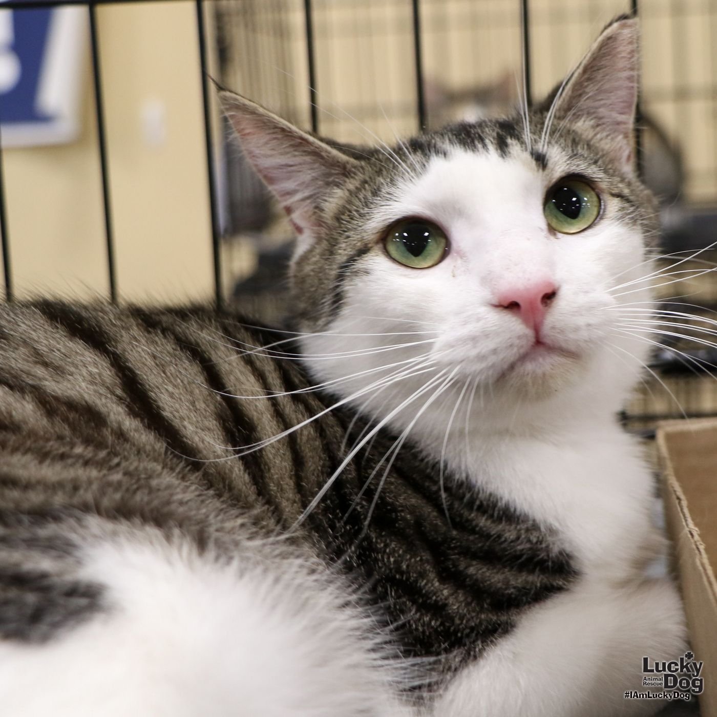 adoptable Cat in Washington, DC named Doc