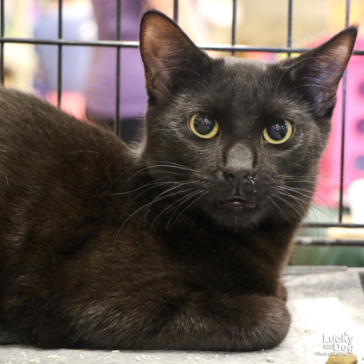 adoptable Cat in Washington, DC named Reed