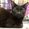 adoptable Cat in , DC named Reed