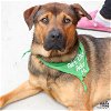 adoptable Dog in washington, DC named Yukon