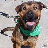 adoptable Dog in , DC named Yukon