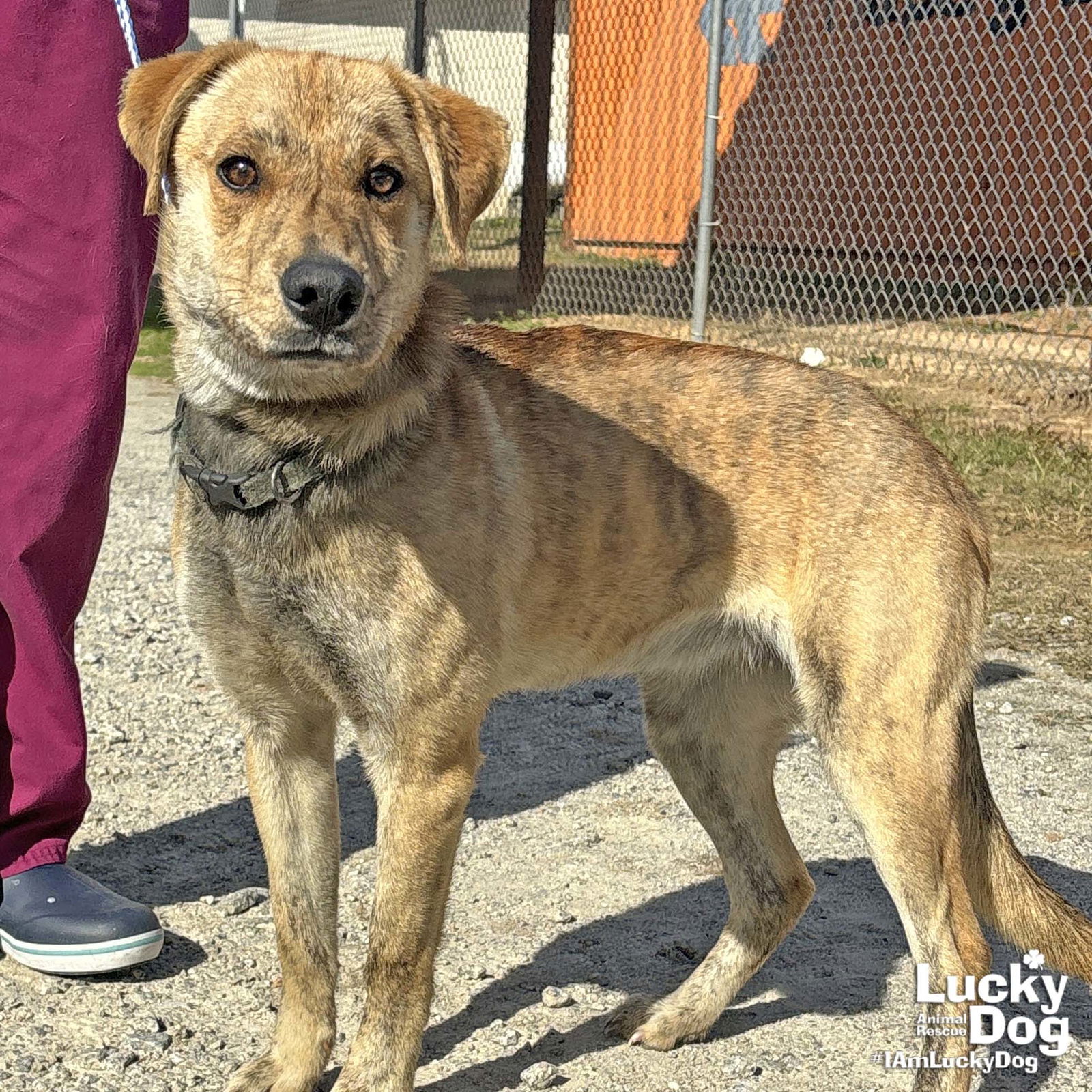 Dog for Adoption - Cee Cee, a Shepherd in City Of Manassas, VA | Alpha Paw