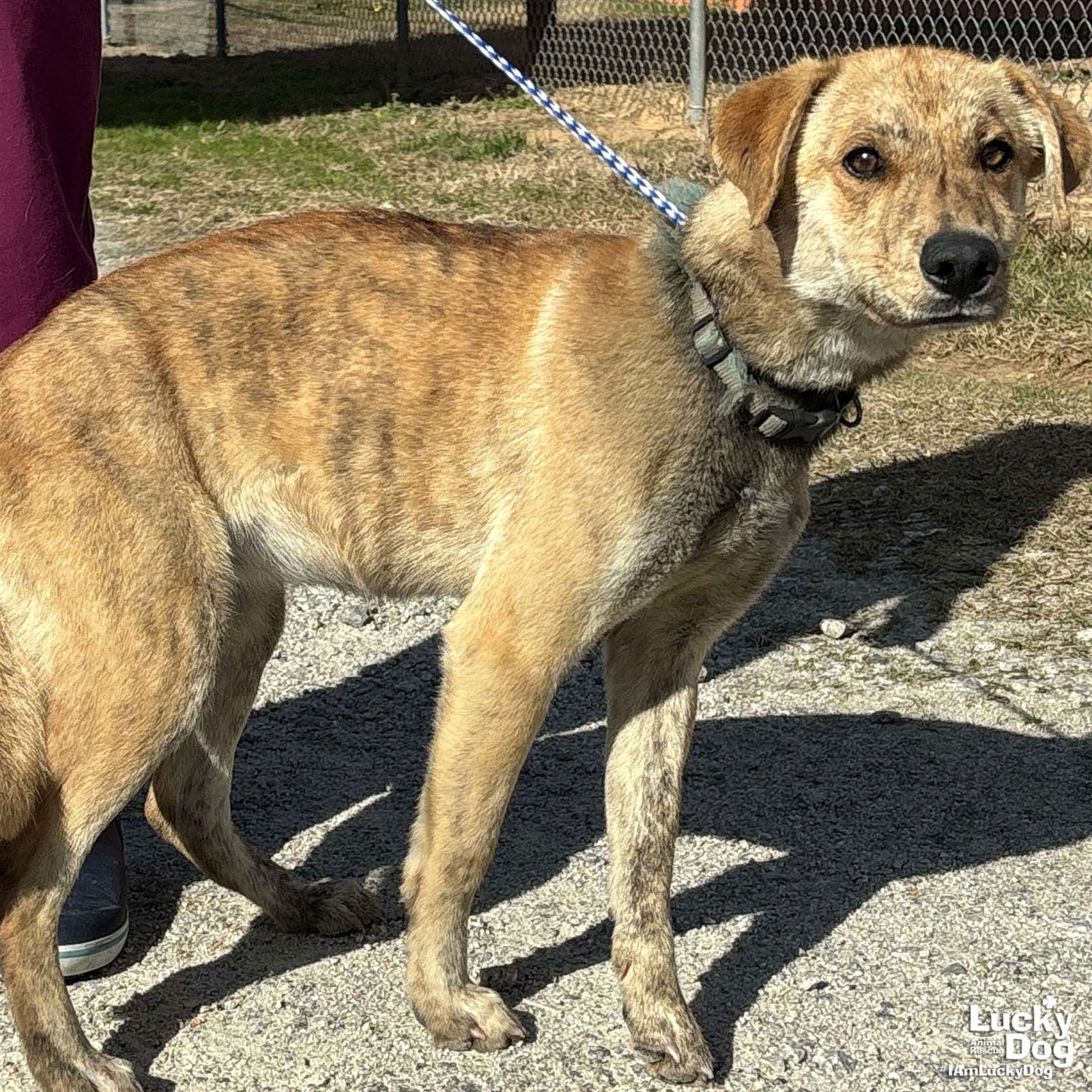 Dog for Adoption - Cee Cee, a Shepherd in City Of Manassas, VA | Alpha Paw