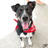 adoptable Dog in , DC named Gideon