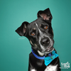 adoptable Dog in Washington, DC named Gideon